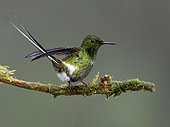 Green Thorntail (Discosura conversii), male on display, Ecuador