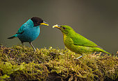 Green Honeycreeper (Chlorophanes spiza) male & female sharing fruit, Colombia