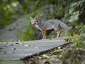 Gray Fox (Urocyon cinereoargenteus), female on lodge wooden trail, Guatemala