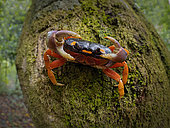 Red Land Crab (Gecarcinus quadratus), in defensive position, Darien, Panama