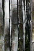 Graffiti carved on Black bamboo (Phyllostachys nigra f. boryana)