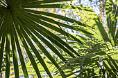 Chinese windmill palm (Trachycarpus fortunei), Gard, France