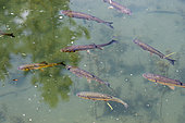 Common chub (Squalius cephalus) shoal at surface of pond, Gard, France