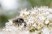 White spotted rose beetles (Oxythyrea funesta) mating on Hawthorn tree (Crataegus monogyna) flowers, Vaucluse, France