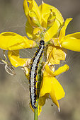 Yellow-underwing pearl (Uresiphita gilvata) caterpillar on Spanish broom (Spartium junceum), Gard, France