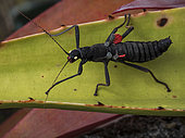 Black Stick Insect (Peruphasma schultei), Cordillera del Condor, Peru