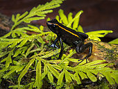 Poison frog (Phyllobates niche), Colombia