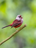 Pink-headed Warbler (Cardellina versicolor), Guatemala