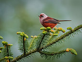Pink-headed Warbler (Cardellina versicolor), on endemic fir (Abies guatemalensis), Guatemala