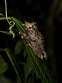 “Pinocchio Frog” (Pristimantis appendiculatus), Mindo, Ecuador