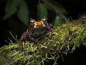 Pinocchio Rain Frog (Pristimantis appendiculatus), Mindo, Ecuador