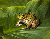 Iberian Common Frog (Pelophylax perezi), Huesca, Spain