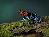 Poison frog (Ranitomeya benedicta), Peru