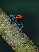Poison frog (Ranitomeya benedicta), Peru