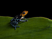 Poison frog (Ranitomeya fantastica), “Copperhead” morph, Peru