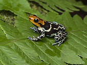Poison frog (Ranitomeya fantastica), “Copperhead” morph, Peru