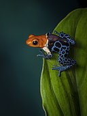 Poison frog (Ranitomeya fantastica), “Nominal” morph, male carrying tadpole, Peru