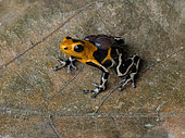 Poison frog (Ranitomeya imitator), “intermedius” morph, male carrying tadpoles, Peru