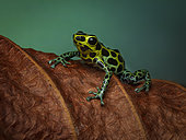 Poison frog (Ranitomeya variabilis), Peru