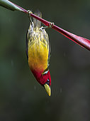 Red-headed Barbet (Eubucco bourcieri), male, Colombia