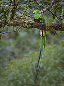 Resplendent Quetzal (Pharomachrus mocinno), male, Chiriquí Highlands, Panama