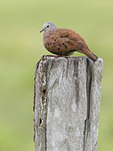 Ruddy Ground-dove (Columbina talpacoti), Panama