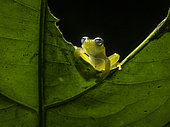Glass frog (Sachatamia ilex), Colombia