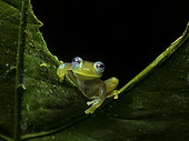 Glass frog (Sachatamia ilex), Colombia