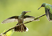 Scaly-breasted Hummingbird (Phaeochroa cuvierii), squabbling, Panama