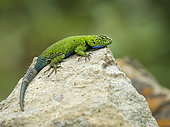 Mountain Fence lizard (Sceloporus smaragdinus), Guatemala