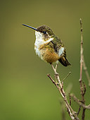 Scintillant Hummingbird (Selasphorus scintilla), immature, Chiriquí Highlands, Panama