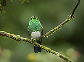 Snowy-bellied Hummingbird (Amazilia edwardi), Panama