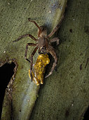 Spider preying on Lesser Treefrog (Dendropsophus minutus), Tarapoto, Peru