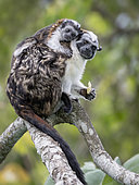 Geoffroy’s Tamarin (Saguinus geoffroyi), male carrying young, Soberania National Park, Panama