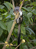 Geoffroy’s Tamarin (Saguinus geoffroyi), immature, Soberania National Park, Panama