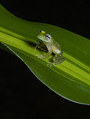 Glass Frog (Teratohyla pulverata), Colombia