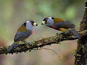 Toucan Barbet (Semnornis ramphastinus), two birds facing each other, Ecuador