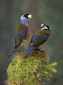 Toucan Barbet (Semnornis ramphastinus), immature and adult, Ecuador