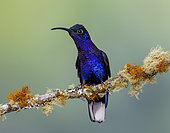 Violet Sabrewing (Campylopterus hemileucurus), male, Chiriqui Highlands, Panama