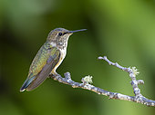Volcano Hummingbird (Selasphorus flammula), female, Chiriqui Highlands, Panama