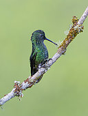 Western Emerald (Chlorostilbon melanorhynchus), picking nesting material, Colombia