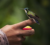 White-throated Mountain-gem (Lampornis castaneoventris), male, Panama