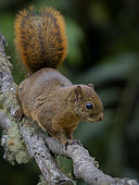 Red-tailed squirrel (Sciurus granatensis), Cerro Punta, Chiriquí, Panama