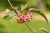 Rosy crab-apple kiwi (Actinidia tetramera var maloides), leaves and flowers