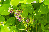 Silk vine (Periploca graeca), leaves and flowers