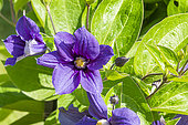 Clematis (Clematis integrifolia) 'Durandii', flowers
