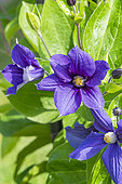 Clematis (Clematis integrifolia) 'Durandii', flowers