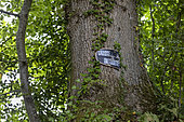 "No hunting" sign on a tree trunk, Manche, Normandy, France