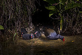 Moorhen (Gallinula chloropus) and her young, spring, Manche, France