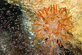 TELMATACTIS ANEMONE (Telmatactis cricoides) with concentration of mysedaceans (Mysidacea). Marine invertebrates of the Canary Islands, Tenerife.